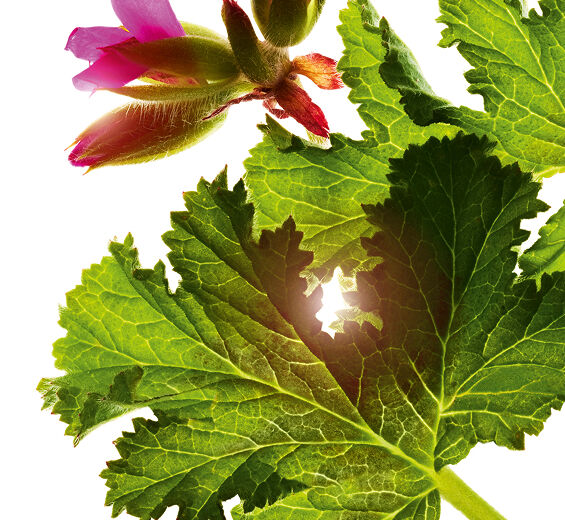 제라늄-스위트 센티드 제라늄 에센셜 오일-Pelargonium graveolens flower oil