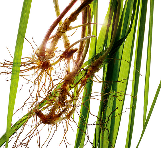 개밀-유기농 개밀 추출물-Agropyron repens root extract