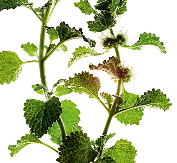 흰털박하-흰털박하 추출물-Marrubium vulgare extract