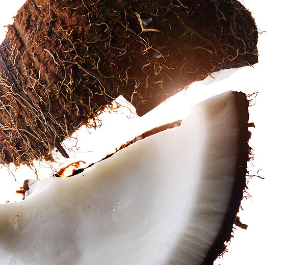 코코넛 나무-코코넛 오일-Cocos nucifera (Coconut) oil