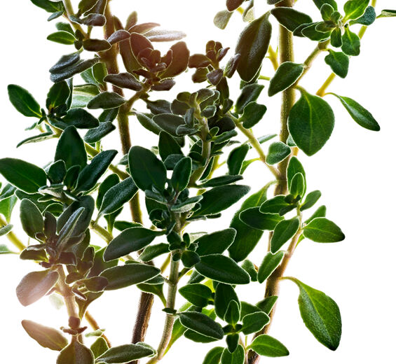 레몬 타임-레몬 타임 추출물-Thymus citriodorus flower/leaf extract