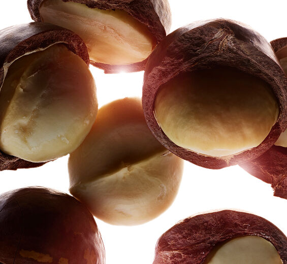 마카다미아 나무-마카다미아 오일-Macadamia ternifolia seed oil