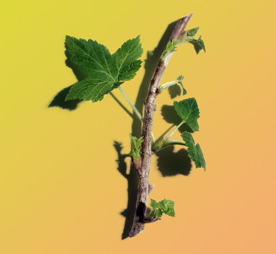 블랙커런트-블랙커런트 버드 추출물-Ribes nigrum (black currant) bud extract