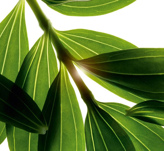 비누풀-비누풀 추출물-Saponaria officinalis root extract