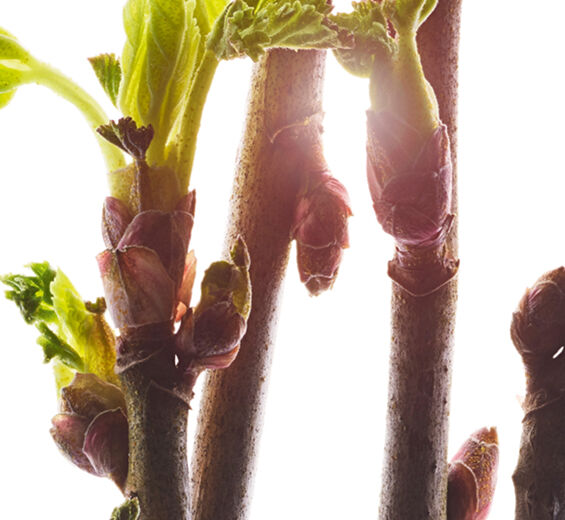 블랙커런트-블랙커런트 버드 추출물-Ribes nigrum (black currant) bud extract