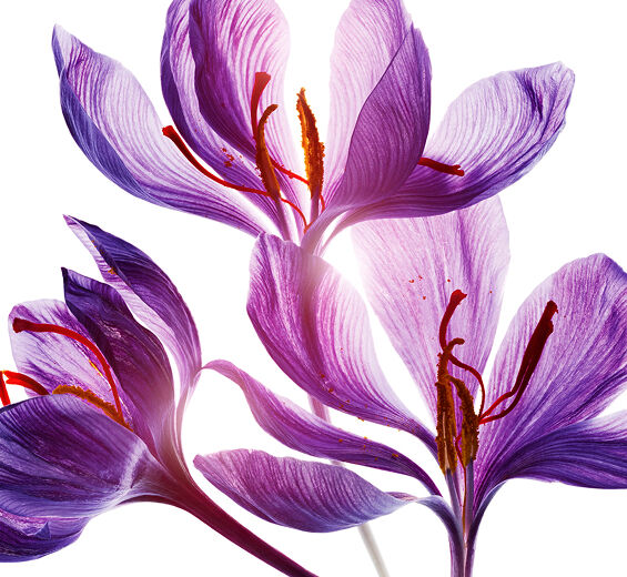 사프란-사프란 꽃 폴리페놀-Crocus sativus flower extract
