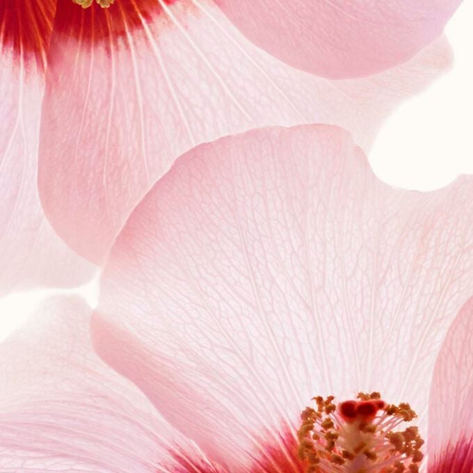 리뉴-플러스 바디 세럼