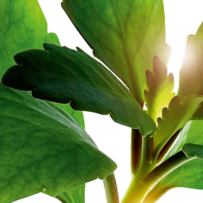 프레셔스 르 세럼 브라이트