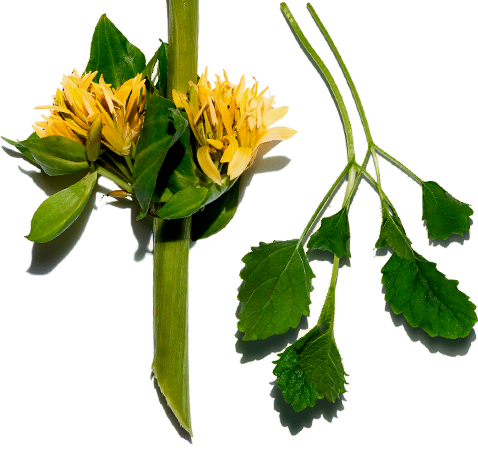 Golden Gentian - Lemon balm